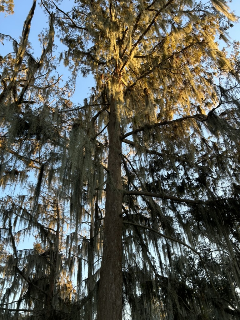 Loving Through Betrayal:  What Jesus Shows Us About Real&nbsp;Love