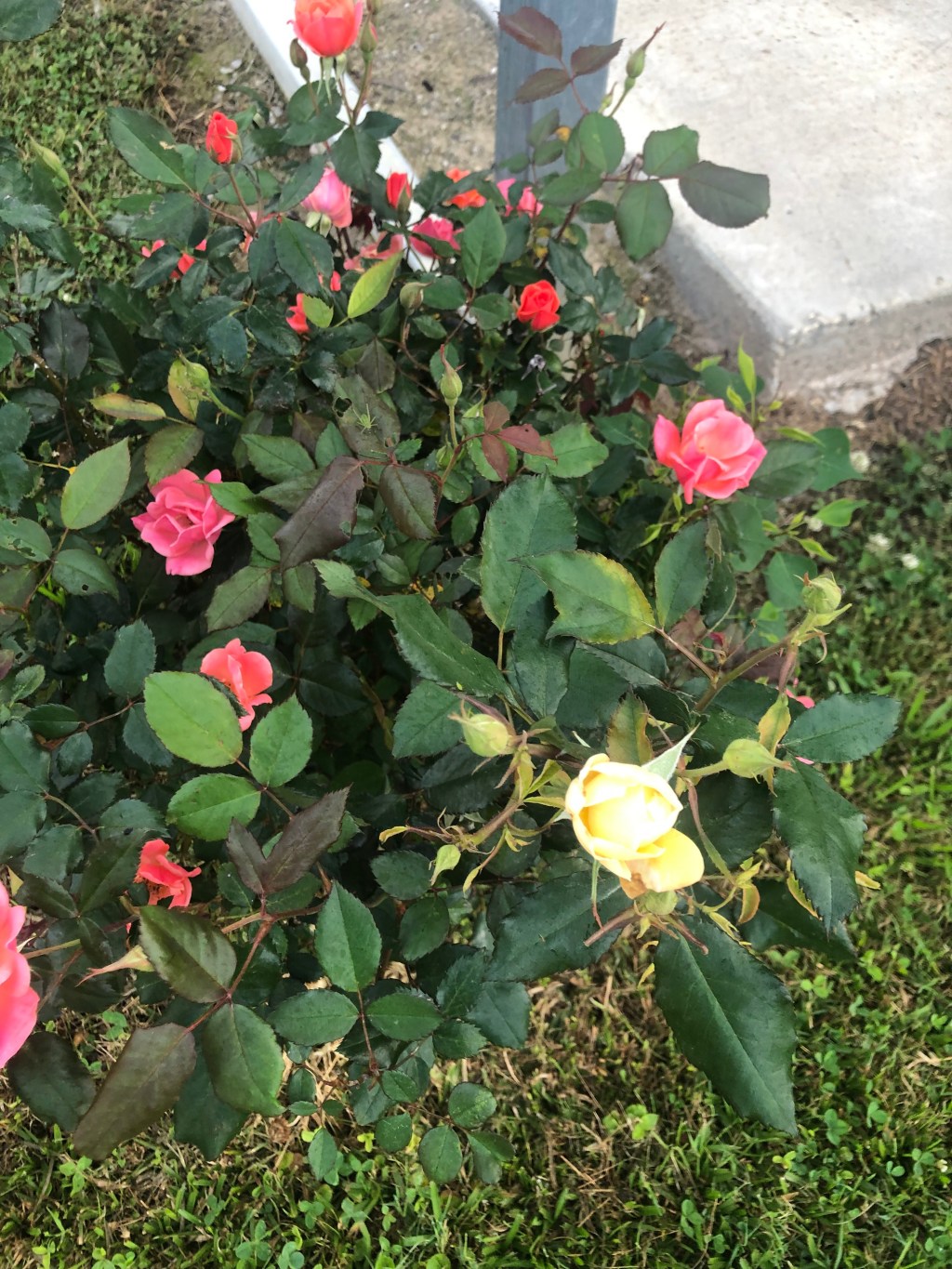 A Meditative Reflection for Body, Mind, and&nbsp;Spirit